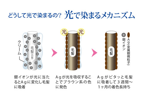 光で染まるメカニズム