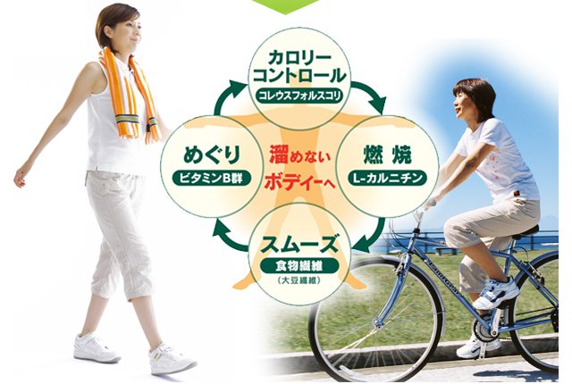 カロリーコントロール(コレウスフォルスコリ) → 燃焼(L-カルニチン) → スムーズ(食物繊維) → めぐり(ビタミンB群)